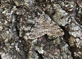 У Дніпрі помітили самого непомітного метелика |  Дніпро