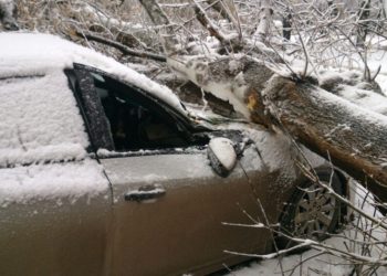 У Тернополі дерево впало на авто: міська рада відшкодує