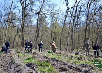 У лісництві на Черкащині висадили понад 5 тисяч саджанців дерев – Новини Черкасс