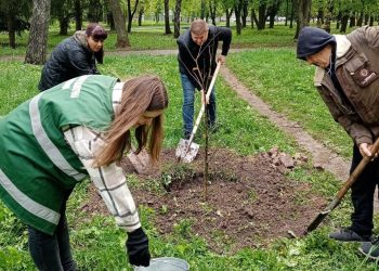 На Черкащині висадили саджанці з унікальних 800-річних дубів (ФОТО) – Новини Черкасс