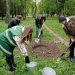 На Черкащині висадили саджанці з унікальних 800-річних дубів (ФОТО) – Новини Черкасс