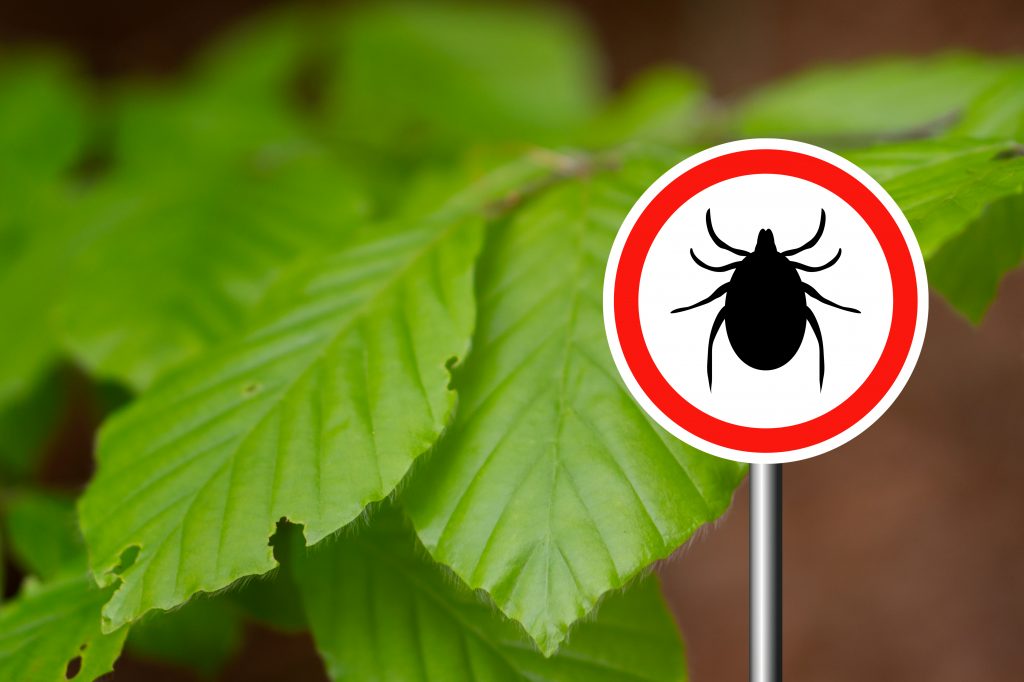 У чигиринця виявили хворобу Лайма