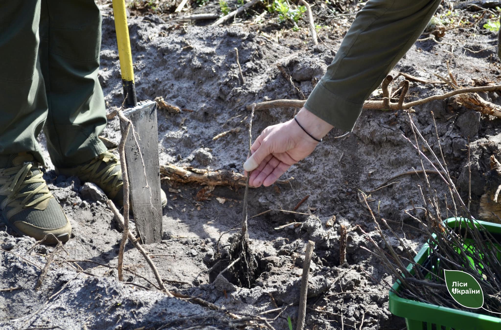 висаджують дерева
