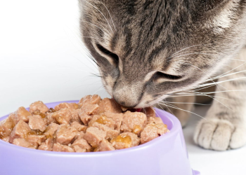 Повноцінне харчування кішок: вибір вологого корму у PetMart