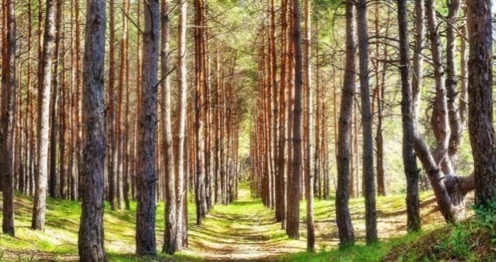 Ліси на Херсонщині