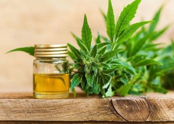 Применение конопляного масла в косметологии – 7 уникальных свойств натурального продукта