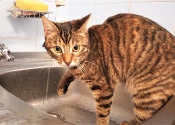 Майже у всій Одесі відключать воду | Одеський Монітор