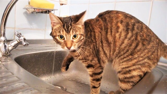 Майже у всій Одесі відключать воду