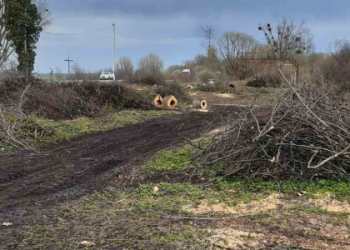 На Львівщині незаконно вирубали понад сотню дерев — Львівщіна