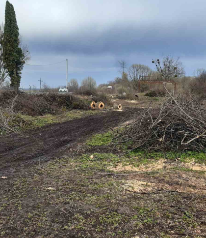 Зрубані дерева на Львівщині