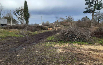 Зрубані дерева на Львівщині