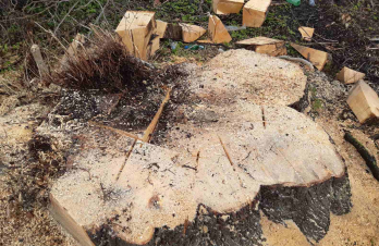 Зрубані дерева на Львівщині