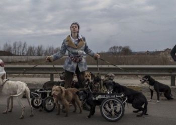 Притулок для тварин з інвалідністю в Ірпені закривають — сусіди скаржаться на гавкіт