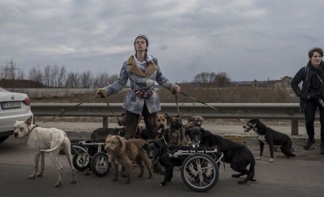 Анастасія Тиха під час евакуації собак з інвалідністю з Ірпеня, березень 2022 р. Фото: Christopher Occhicone