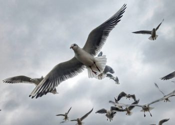 В Одесі оголошено штормове попередження | Одеський Монітор