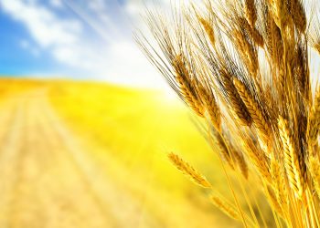 Стратегии становления монополистами: Лайфхаки для предприятий, работающих с зерном