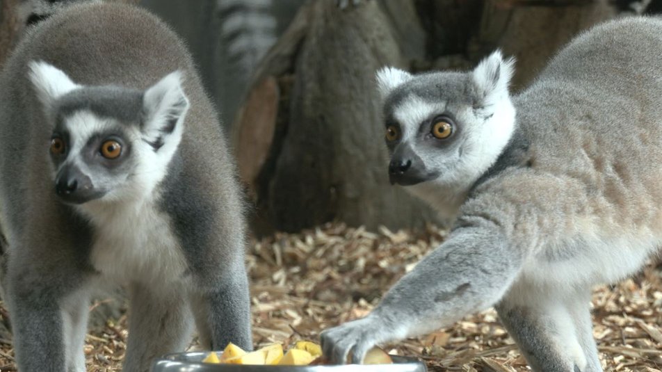 Лемури черкаського зоопарку