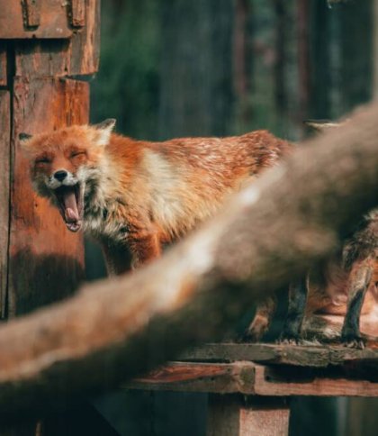 Фото: @arsenpetrovalex