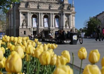 Озеленення Львова: Міськрада виділить 8 мільйонів на саджанці