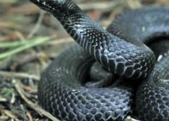 10-річна дитина потрапила до лікарні через укус змії у Стрию — Львівщіна