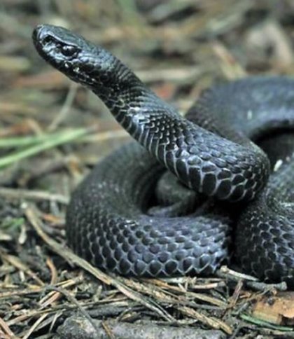 10-річна дівчинка потрапила до лікарні через укус змії