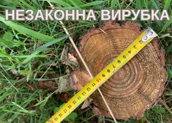 На 350 тис. грн незаконно вирубали дерев на Кременеччині