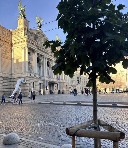 Підприємець придбав дерево у Львові за 1,5 млн грн для закупки дронів