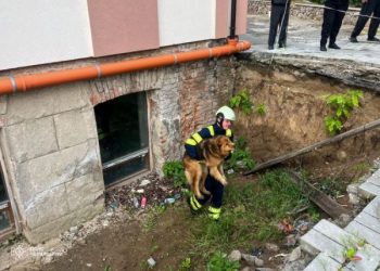 Рятувальники з двометрової ями визволили пса — Новости Черкасс