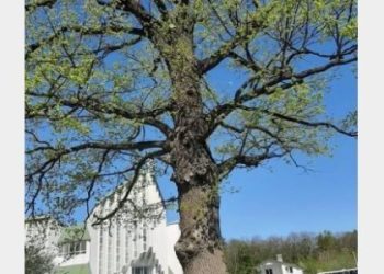 У Львові обмежать паркування біля 180-річного дуба на Червоної Калини