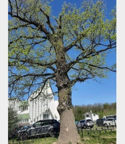 У Львові заборонять паркуватися біля 180-річного дуба: