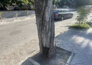 Зрізали дерева у Бучачі – міська рада пояснила чому
