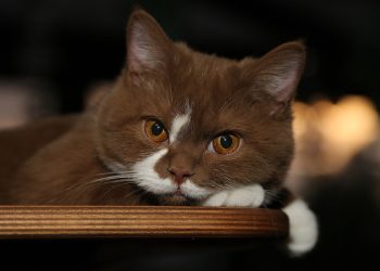 Правильне харчування для кошенят: Як вибрати корм і вітаміни