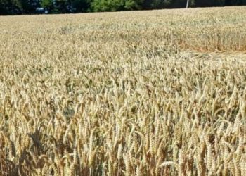Аграрії намолотили перший мільйон тонн збіжжя — Новости Черкасс