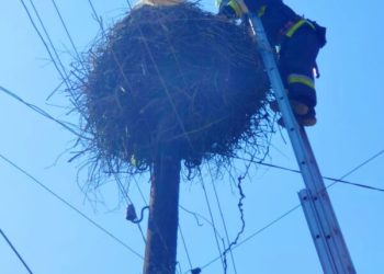 Біля Заліщиків лелеченя потрапило у поліетиленову пастку