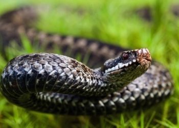 Громадянин Латвії опинився в лікарні через укус змії на Львівщині. Як вберегтись