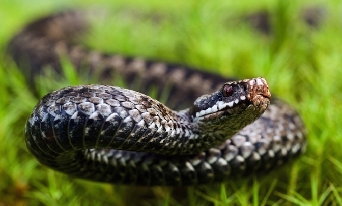 ФОТО: SURZET/DEPOSITPHOTOS