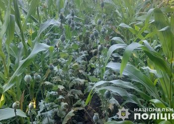 Кременчанка вирощувала наркотичний мак поміж кукурудзою