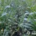 Кременчанка вирощувала наркотичний мак поміж кукурудзою