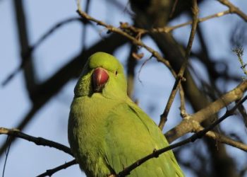 Папуги у львівських парках. Як війна впливає на птахів у місті