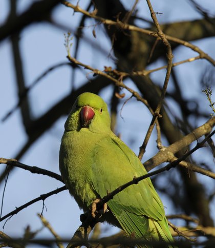 Папуга Крамера у чернівецькому парку