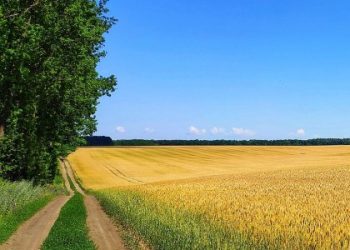 Суд повернув громаді землю вартістю 2,4 млн грн на Золочівщині — Львівщіна