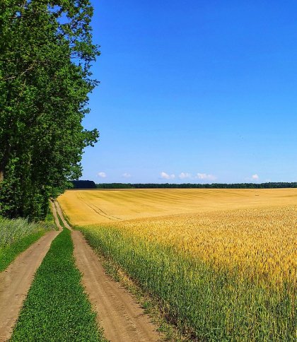 На Золочівщині суд повернув громаді землю вартістю 2,4 млн грн