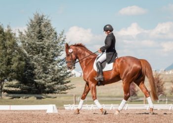 У Львові планують закупити коней для спортивної школи та реабілітації військових