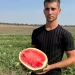 Фермер з Херсонщини розповів про цьогорічний урожай кавунів