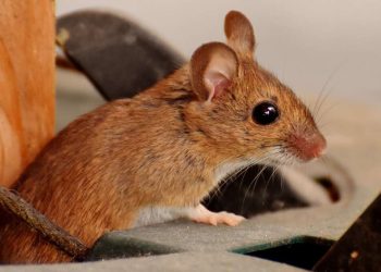 Як захистити авто від гризунів: 6 порад | АВТО НОВИНИ |