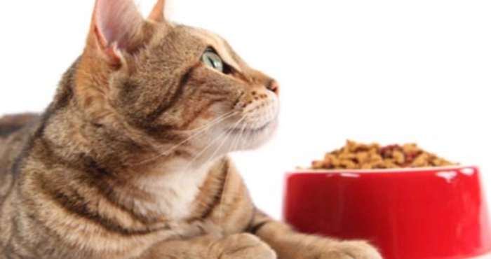 Які преміум корми для котів купують українці: лідери ринку