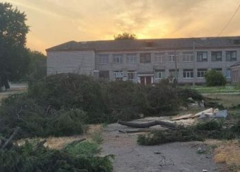 Ялинки порізали біля школи у Лисянці — Новости Черкасс