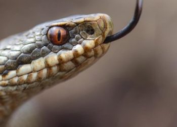 На Львівщині 14-річна дівчинку госпіталізували через укус змії — Львівщіна