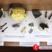 На виставці у Кременці показали унікальні артефакти