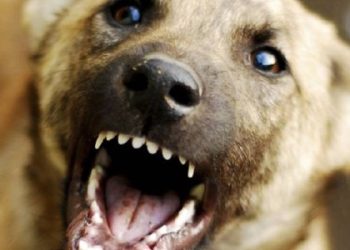 Пес покусав малого хлопчика в Золочеві: оштрафували власника тварини — Львівщіна